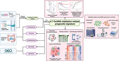 Characterization of sialylation-related long noncoding RNAs to develop a novel signature for predicting prognosis, immune landscape, and chemotherapy response in colorectal cancer